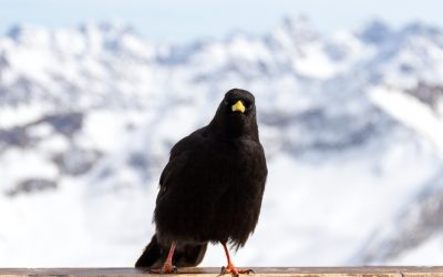 360 Grad über Oberstdorf