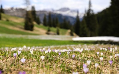 Frühling in Oberstdorf