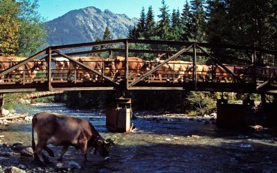 Viehscheid Oberstdorf und Schöllang