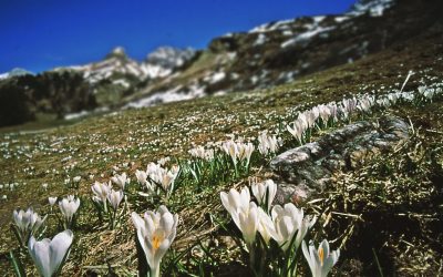 Frühlingserwachen in Oberstdorf