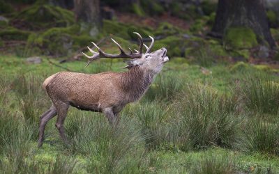 Hirschbrunft / Hirschlosen